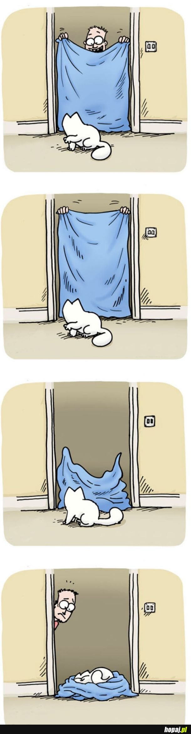 Koty w pigułce