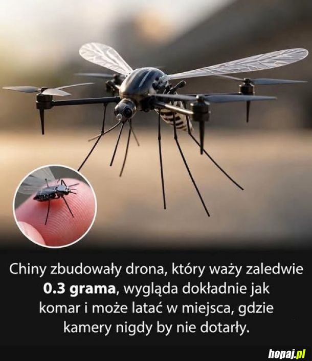 Komar