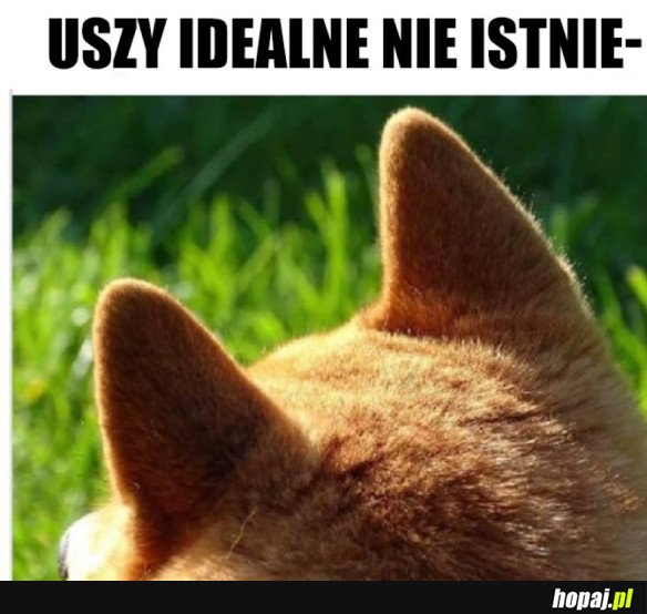 PIEŚCIŁBYM