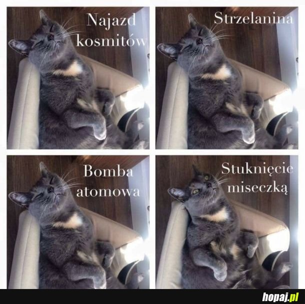 Koty takie są