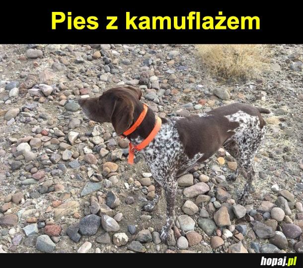 Kamuflaż