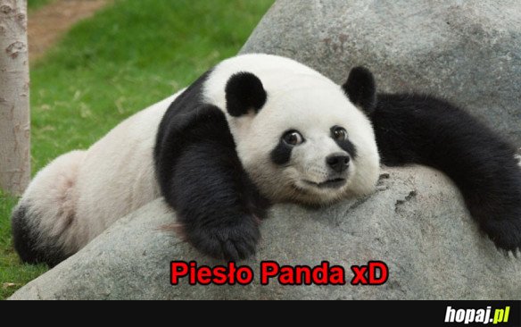 Panda?