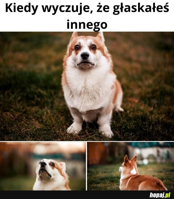 No idź do tych swoich suk!
