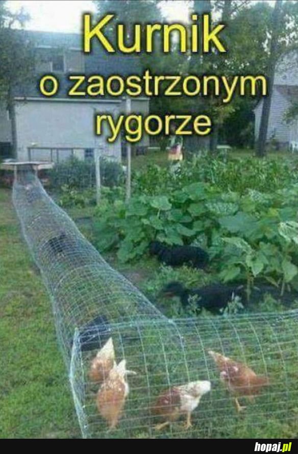 Praca w korporacji