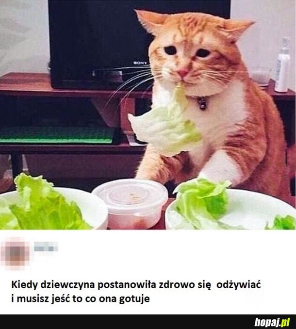 Koteł