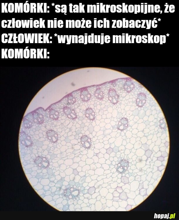 Komórki