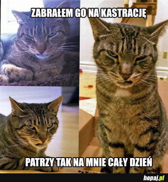 Koteł