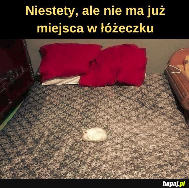 Zajęte
