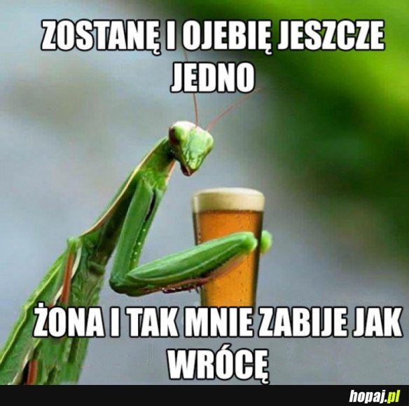 Piwko