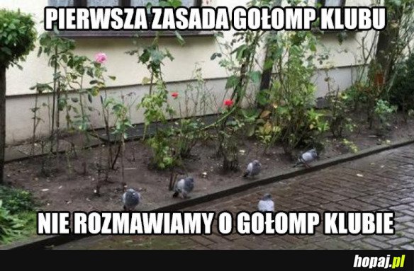 GOŁOMP KLUB