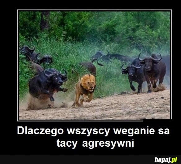 Zdziwiony lew