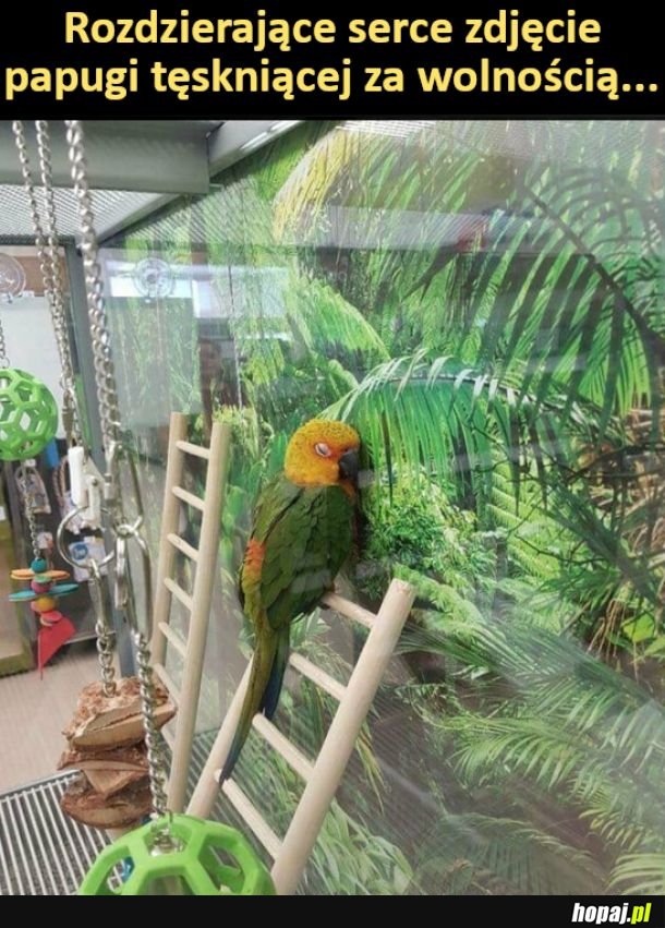 Papuga, której odebrano wolność
