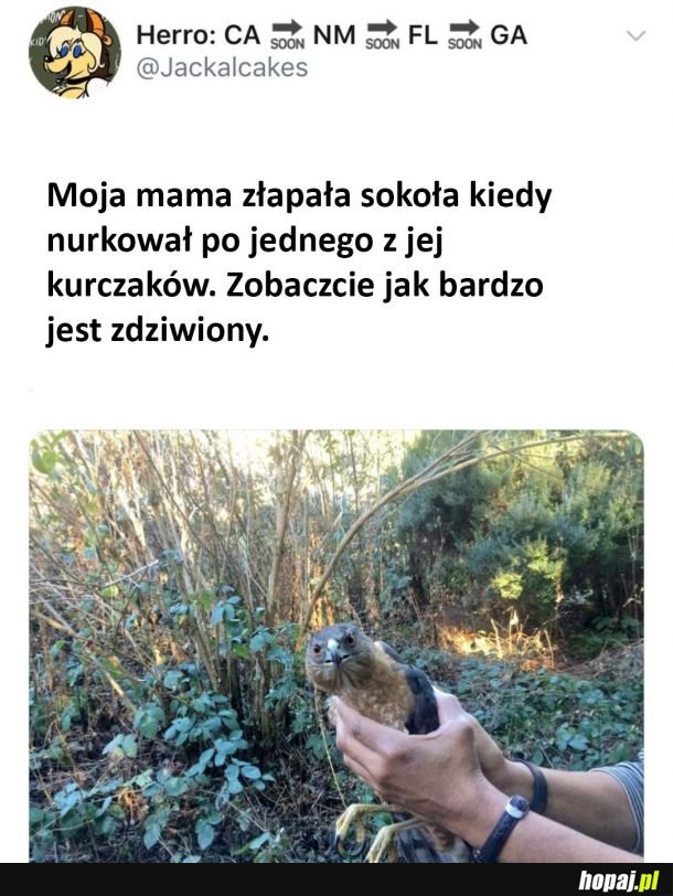 Zaskoczony sokół