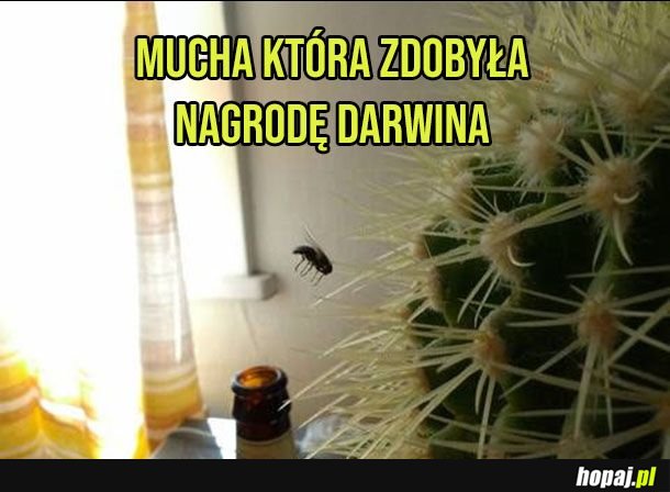 Kamikadze