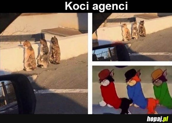 Koci agenci