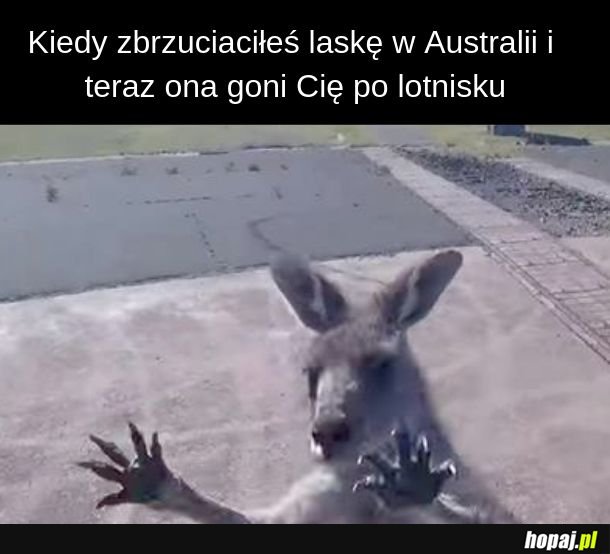 Laski z Australii 