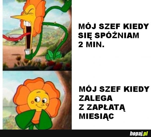 Szef