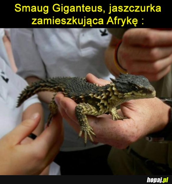 Smoki istnieją