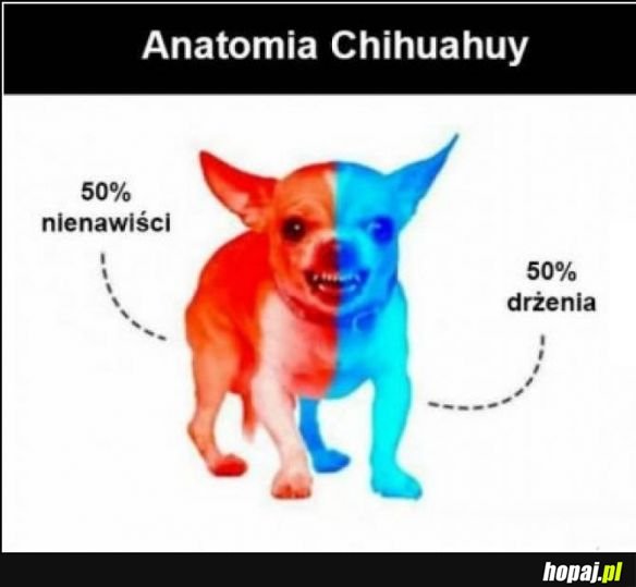 Anatomia Chihuahuy