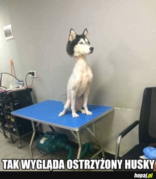 NIGDY NIE STRZYŻCIE HUSKY!