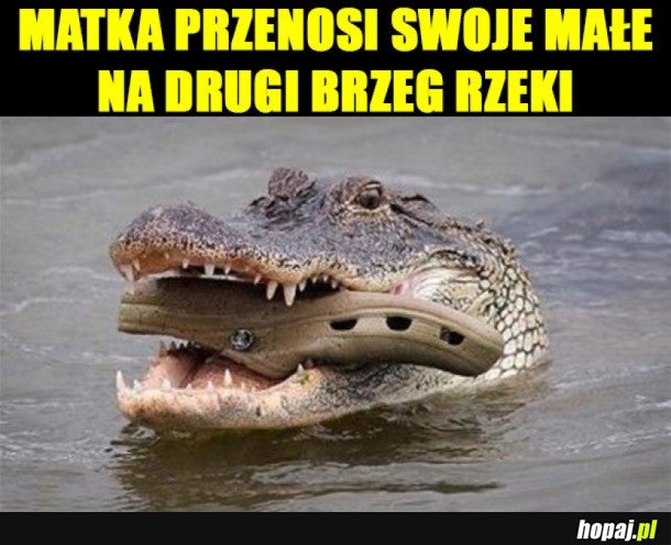 Z KAMERĄ WŚRÓD ZWIERZĄT