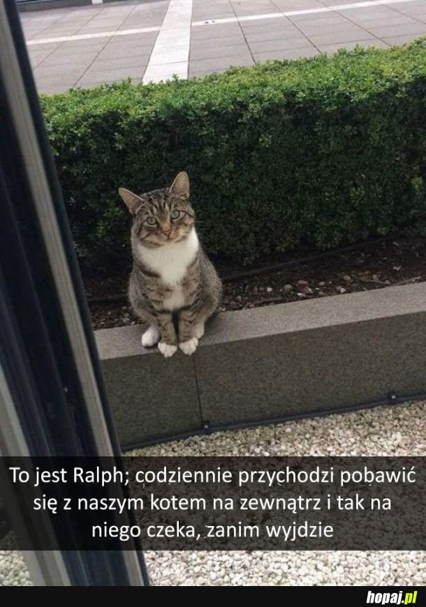 Nawet koty mają lepsze życie towarzyskie niż ja...