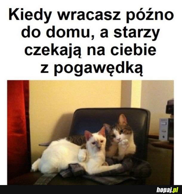 Kurde przypał