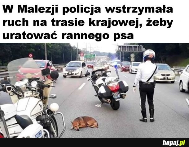 Wszystko dla pieseła