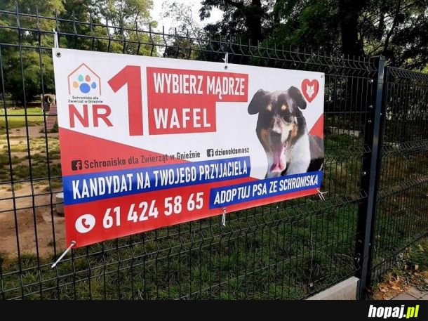 Najlepszy kandydat!