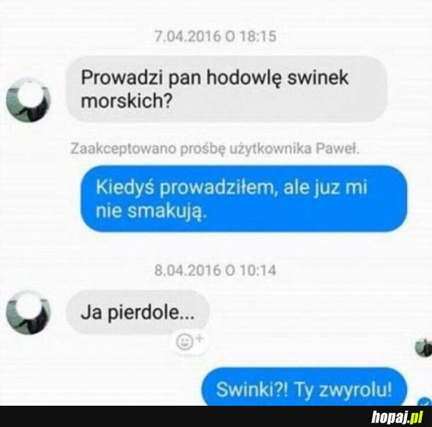 Hodowla świnek morskich