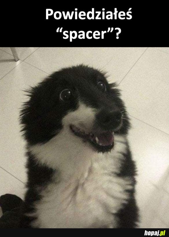 Spacerek