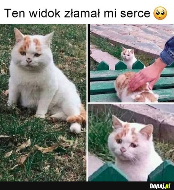 Biedny kotek