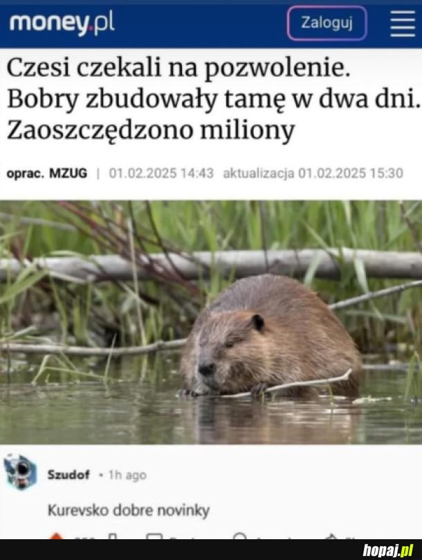 Dobre ziomki bobry