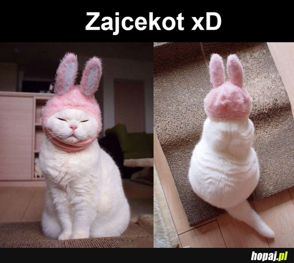 Zajcekot