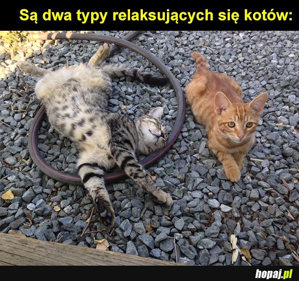 2 typy kotów