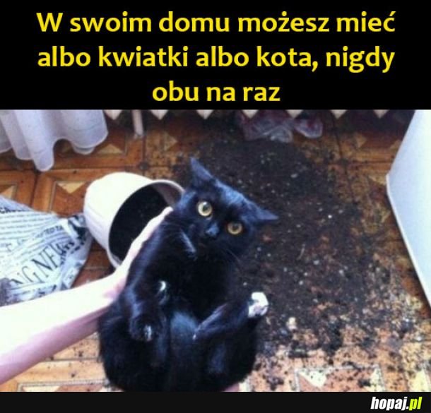 Kwiatki i kot