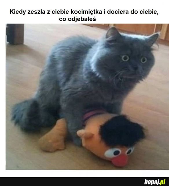 Zdziwiony koteł