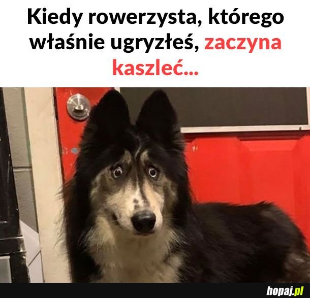 Kurde przypał