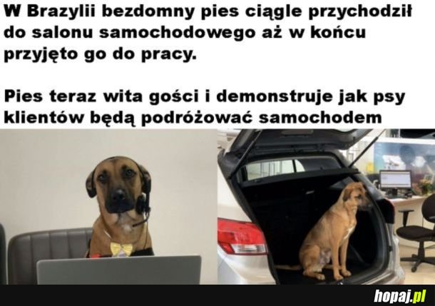 Poważnie wykonuje swoją robotę