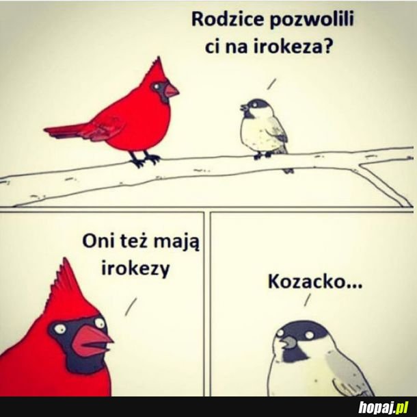 Irokez 