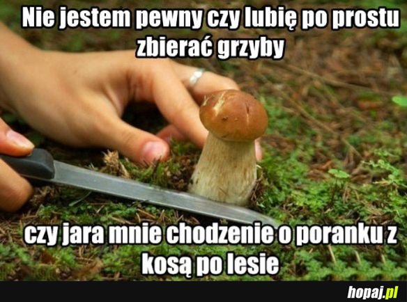 Grzyby