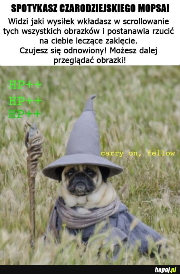 MAGICZNY MOPS ODNOWIENIA