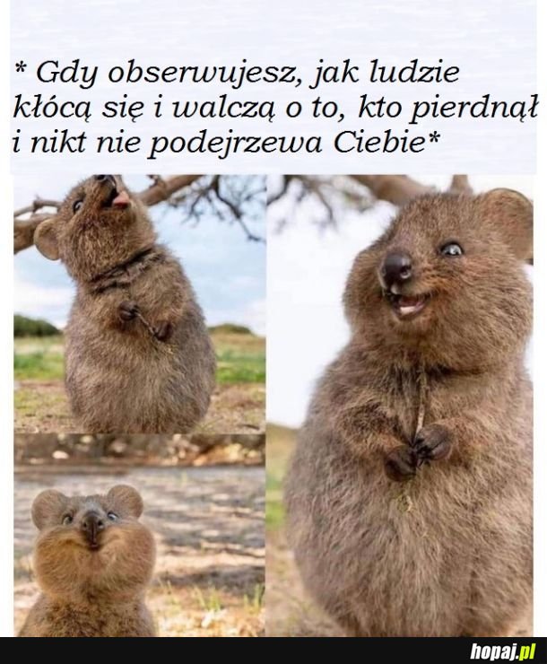 Cichacz (Czy doszedłem już do tego etapu, gdzie śmieję się z kupy?)