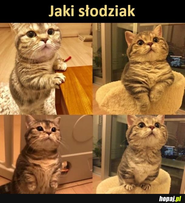 Aww, słodziaczek