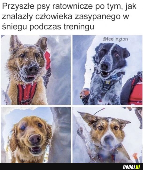 Galeria na poprawę humoru