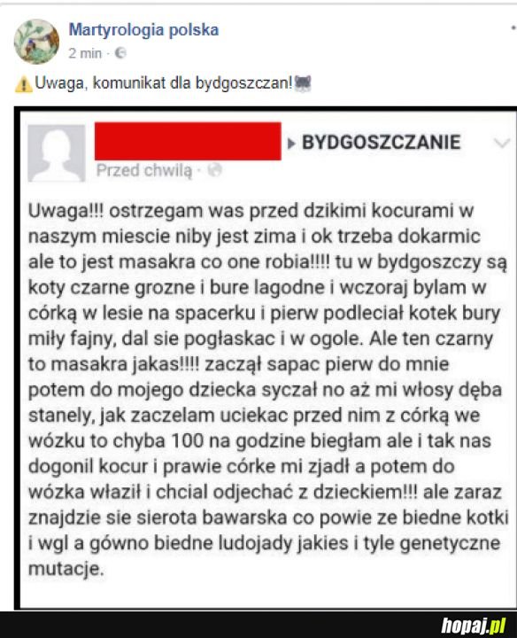 Uwaga, złe koty