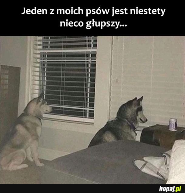 Moje pieski 