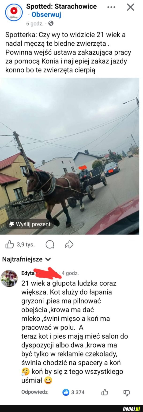 Krowa, kaczka, droga na ostrołękę