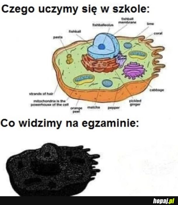 Sesja