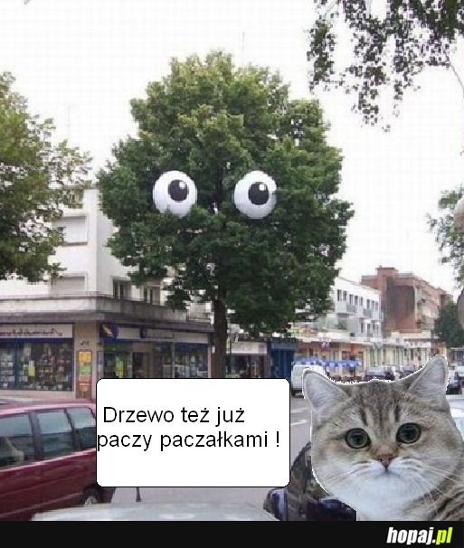 Drzewo 